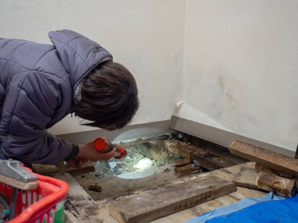 Best Mold Documentation for Insurance Claims  in Freeport, IL