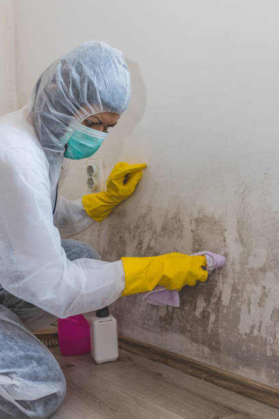Best Comprehensive Air Testing for Mold Contaminants  in Freeport, IL