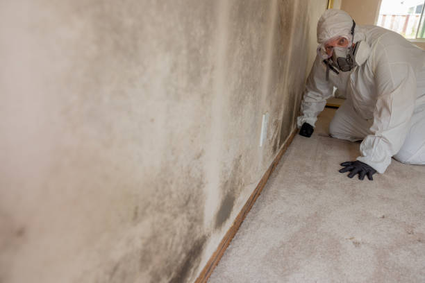 Best Environmental Consulting for Mold Prevention  in Freeport, IL